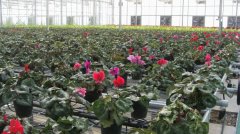 山東濟(jì)南某花卉市場康柏宇工程案例